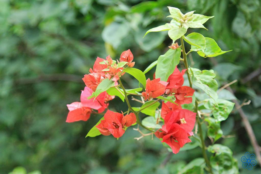 Pousada Villaggio Assis Ilhabela Kültér fotó